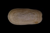 藏品(鴨嘴螺)的圖片